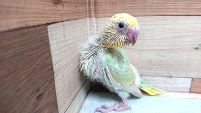 人気カラーです！セキセイインコ　パステルカラーレインボー