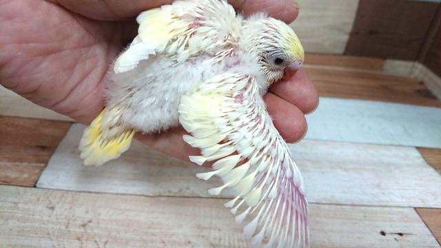 クリームカラーの可愛いコ☆　セキセイインコ～～