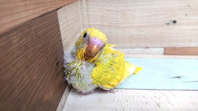 柑橘レモンカラー☆　セキセイインコ　スパングルパイドです！
