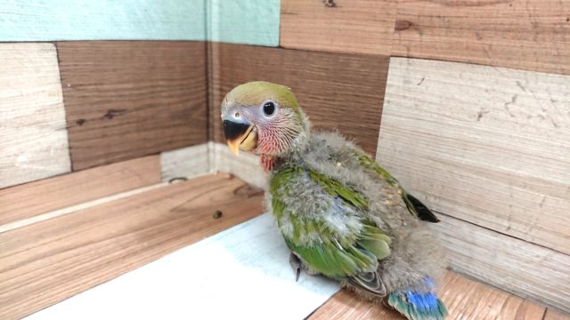 ひょっこりコザクラインコ〜