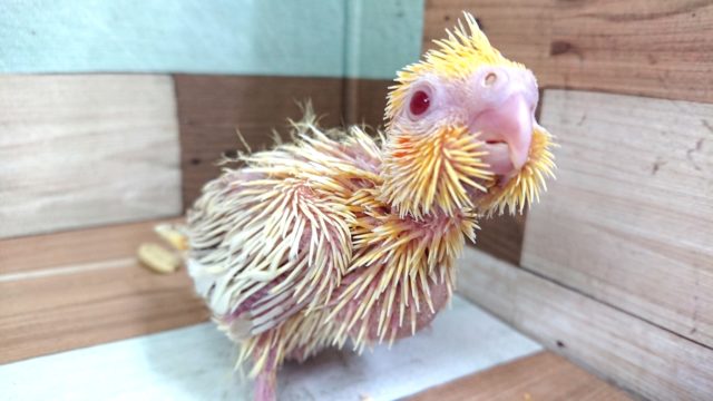 この時期のレアな存在！！　オカメインコ　ファローになります♬