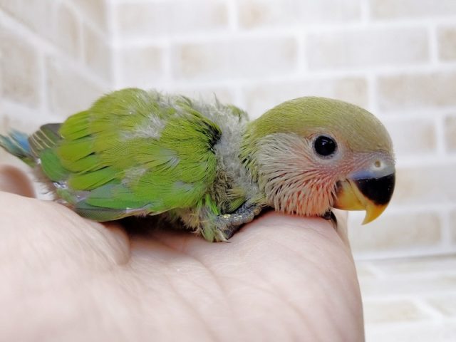 お顔がピンク色になります!小桜インコ☆ノーマル 2021年07月22日 お顔がピンク色になります!小桜インコ☆ノーマル 2021年07月22日