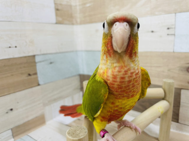 最新画像更新！寄り添い系！？にぎころ練習中♪ウロコインコ(パイナップル)