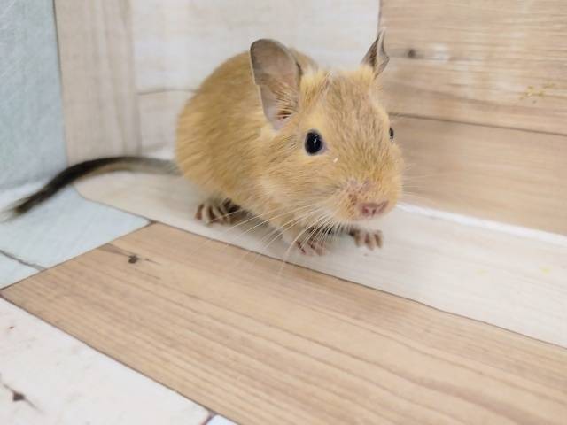 ゆらゆらバナナベットが大好き♡サンドデグーちゃん！