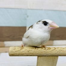 元気いっぱい可愛い十姉妹さんいます♥