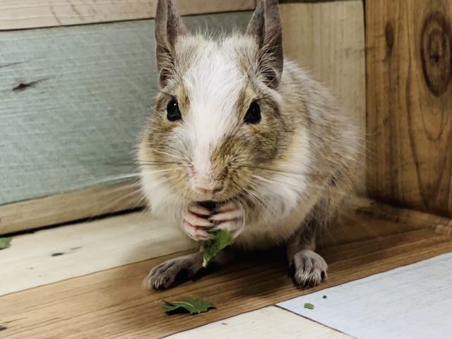 おめめがクリクリ♡デグー(パイド)くん☆