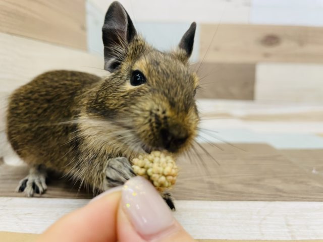 おやつ持っててね☆デグーくん(ノーマル)