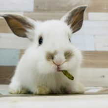 可愛すぎメロメロ要注意④♡ロップイヤー(ホワイト＆オレンジ)