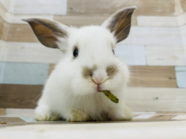 可愛すぎメロメロ要注意④♡ロップイヤー(ホワイト＆オレンジ)