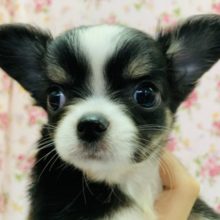 安心サイズのチワワちゃん！