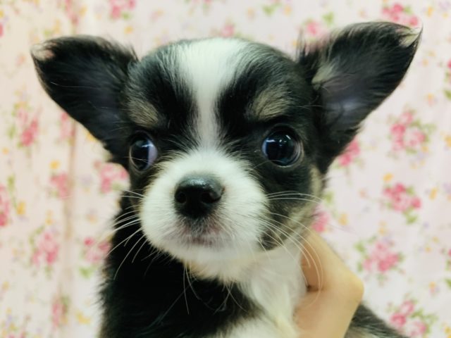 安心サイズのチワワちゃん！