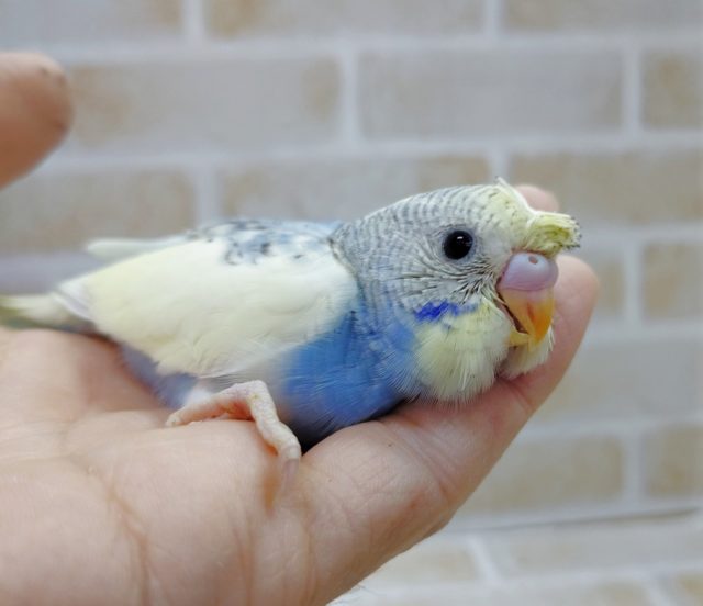 かわいい頭！　梵天セキセイインコ(レインボー)