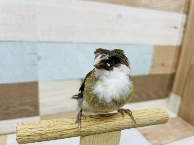 カッパさん！？梵天十姉妹さん！