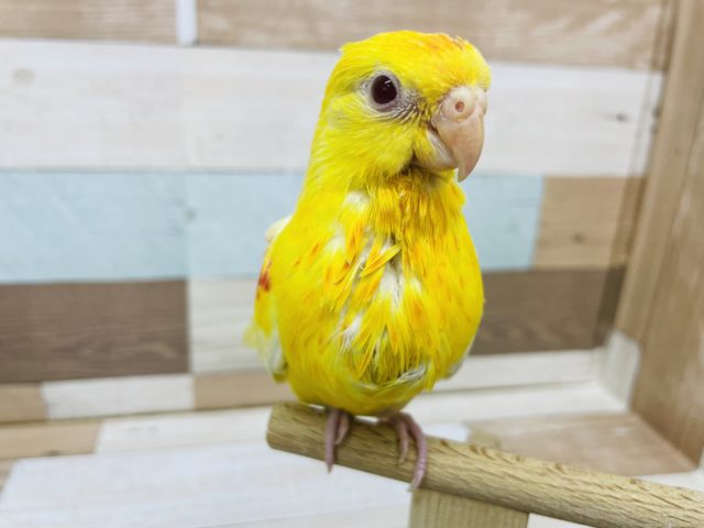 食いしん坊バンザーイ！！美声インコヒナ(ルチノーオパーリン)