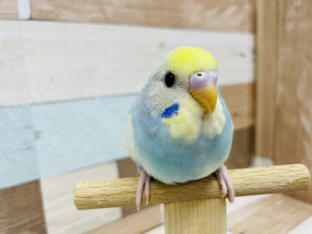見惚れる綺麗さ・・・セキセイインコヒナ(パステルレインボー)