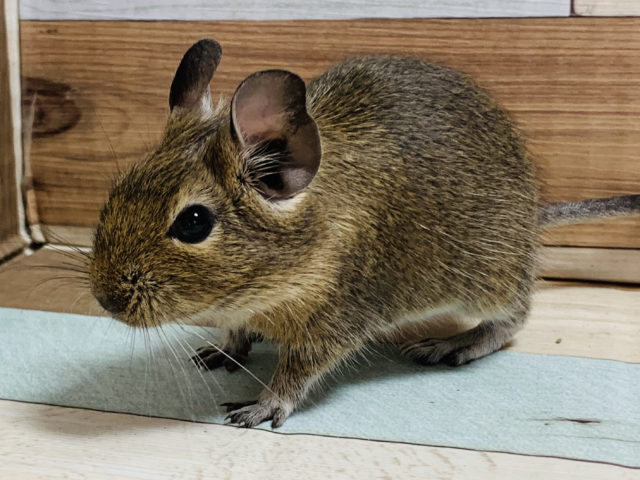 巣箱がお好き？デグー(ノーマル)くん☆