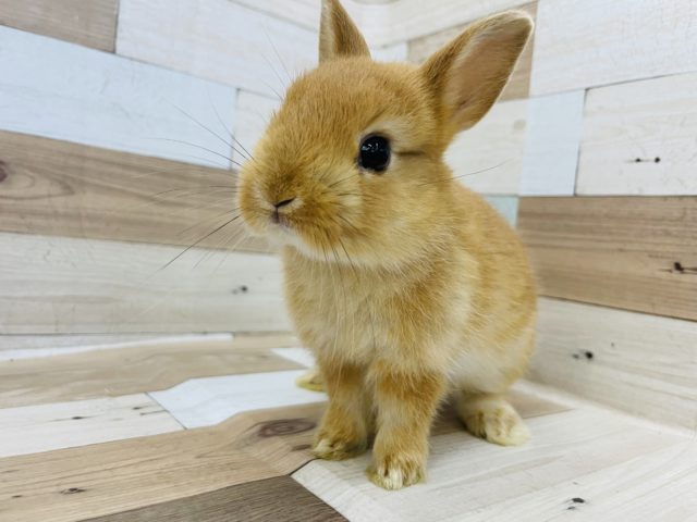 可愛すぎメロメロ要注意①♡ネザーランドドワーフ(オレンジ)