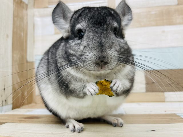 自慢のガチムチボディー★チンチラ(ノーマル)