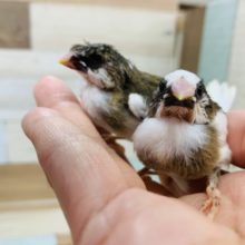 可愛い十姉妹さん達が入舎しています♪