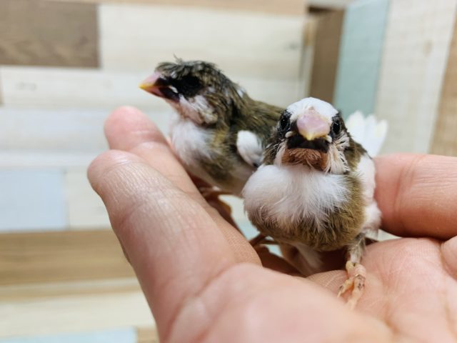 可愛い十姉妹さん達が入舎しています♪