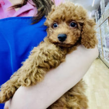 超ホヤホヤ最新画像☆あざといアピール！？元気120%の甘えん坊トイプードルくん♡