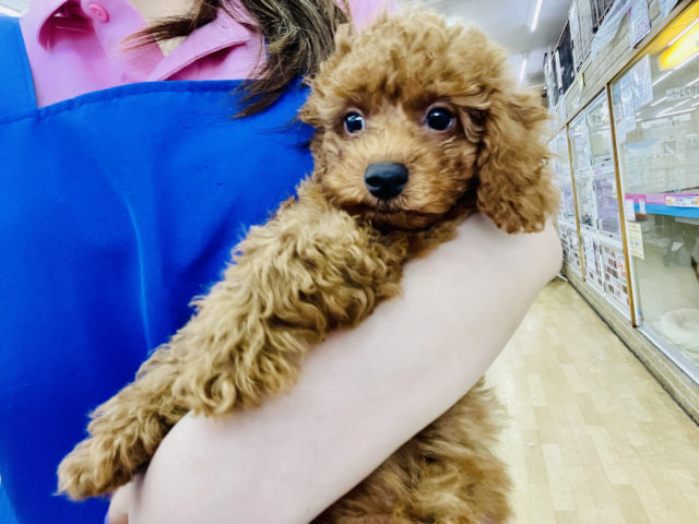 超ホヤホヤ最新画像☆あざといアピール！？元気120%の甘えん坊トイプードルくん♡