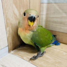 可愛いが止まらん☆コザクラインコヒナ(ノーマル)