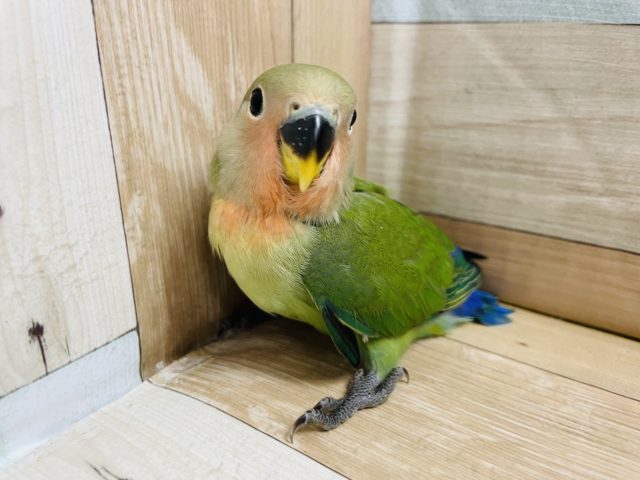 可愛いが止まらん☆コザクラインコヒナ(ノーマル)