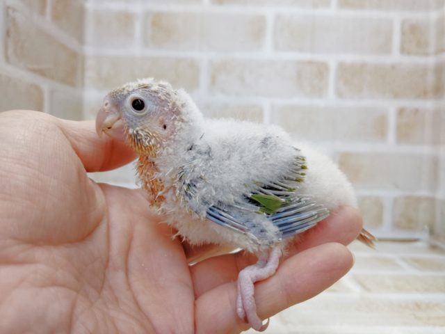 まだまだ産毛さん　ホオミドリウロコインコ(パイナップル)