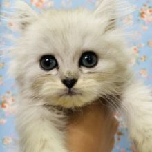 イケメン☆ペルシャくん入舎です！