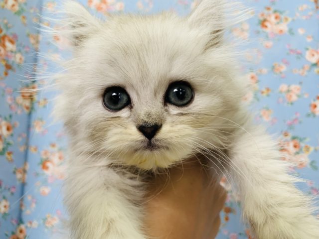 イケメン☆ペルシャくん入舎です！