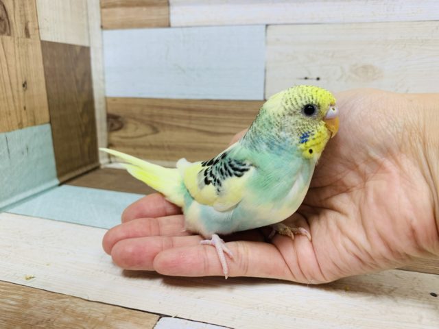 黒いスポットがキレイ☆セキセイインコ　パステルオパーリンパイド～