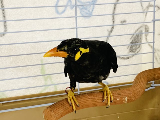 久々入舎！まだ小柄な九官鳥さん♪