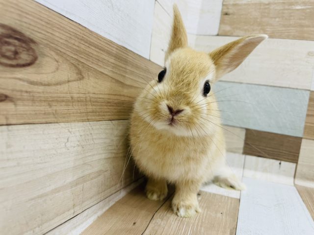 人気のネザーランドドワーフ♡(オレンジ)