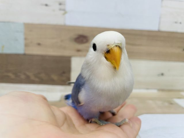 マシュマロ美人♥コザクラインコヒナ(バイオレットオパーリンパイド)