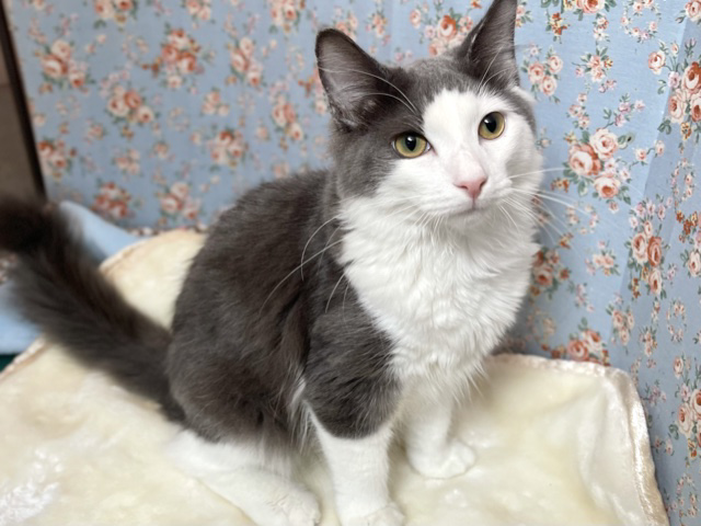 ノルウェージャン・フォレストキャット（ブルータビー&ホワイト）　2021年2月15日生まれ  男の子