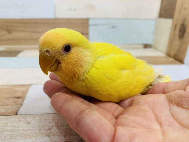 ビタミンカラー☆コザクラインコ　ルチノーになります！