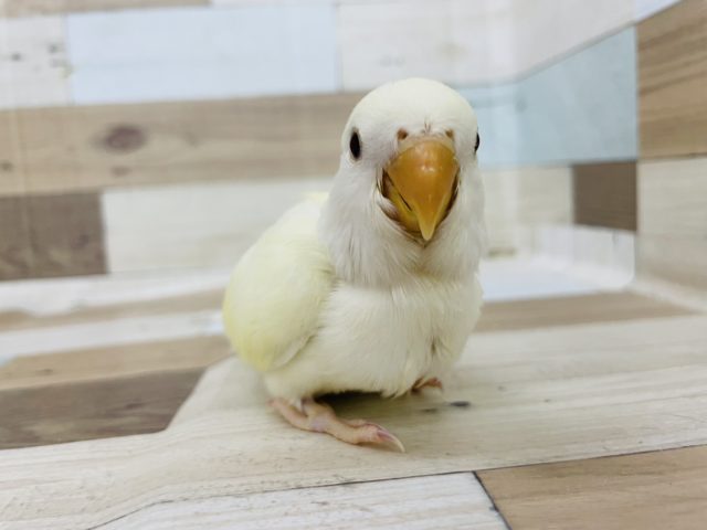 超ホヤホヤ最新画像☆レアカラーです！コザクラインコ　クリームルチノーになります☆