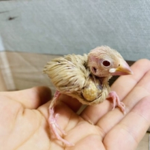 キセキの入舎！ラストです…シナモン文鳥ヒナ！