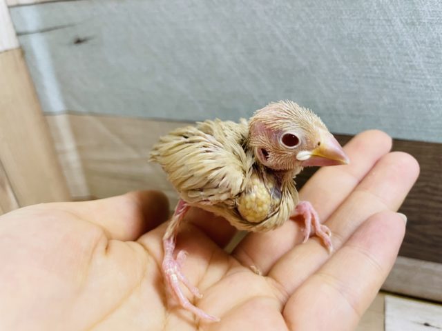 キセキの入舎！ラストです…シナモン文鳥ヒナ！