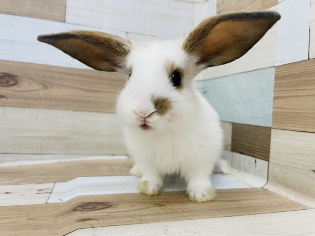 可愛すぎメロメロ要注意⑤♡ロップイヤー(ホワイト＆オレンジ)