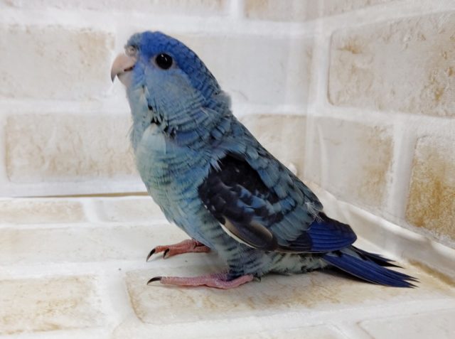 深いブルー　サザナミインコ☆コバルトブルー　2021年07月20日