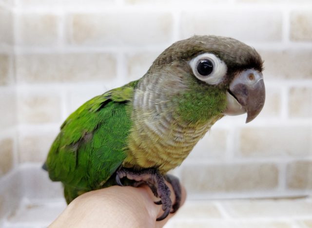 きれいなグリーン　ホオミドリウロコインコ☆ノーマル　2021年08月01日