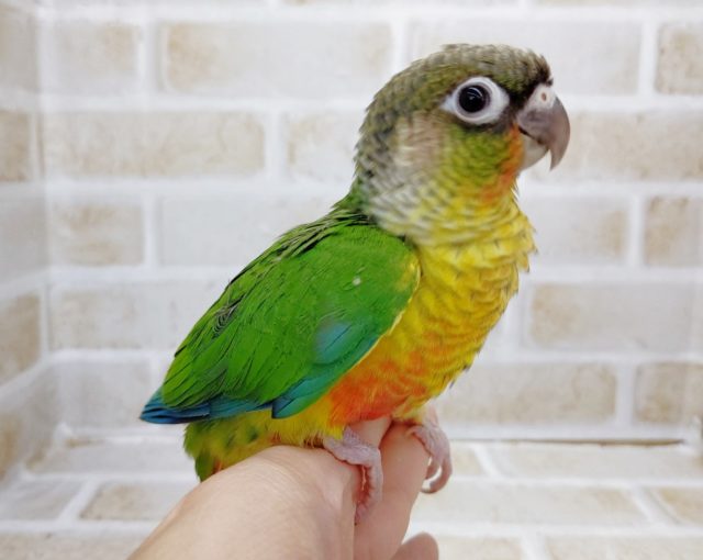 ちょっとカラフルー　ワキコガネウロコインコ　2021年08月01日