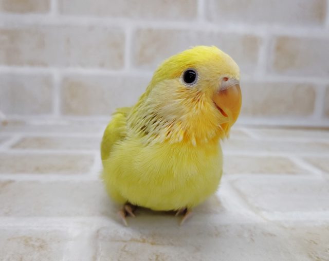 おしゃれなカラー！　小桜インコ☆シナモン　2021年08月01日