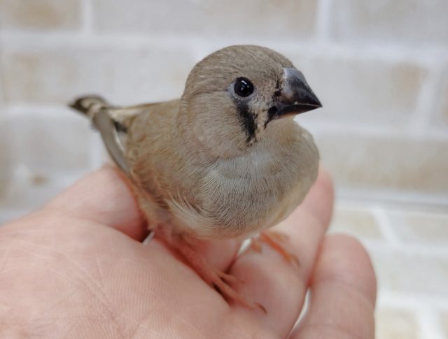 ♡プリティー♡　錦花鳥☆ノーマルカラー　2021年08月1日