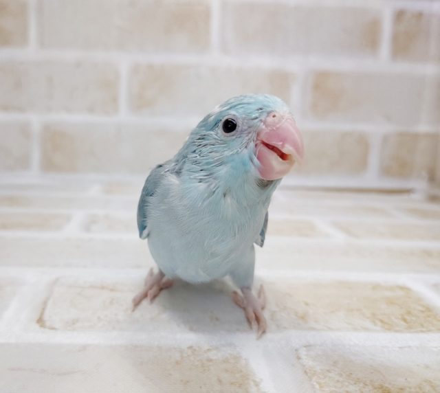 小さなインコさん！マメルリハ（ブルーパイド）2021年08月03日