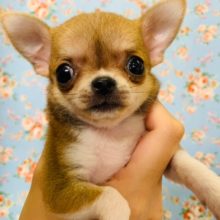 可愛らしいお顔のチワワくん入舎しました☆