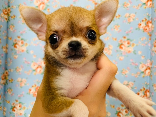 可愛らしいお顔のチワワくん入舎しました☆