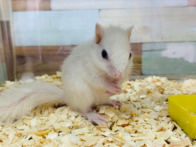 真っ白きれいカラー♡ホワイトシマリスくん♪